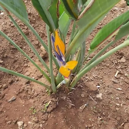 House In Camara De Lobos * Estreito de Câmara de Lobos