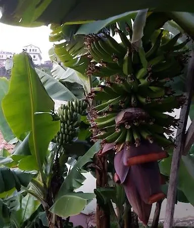 House In Camara De Lobos Daire Estreito de Câmara de Lobos