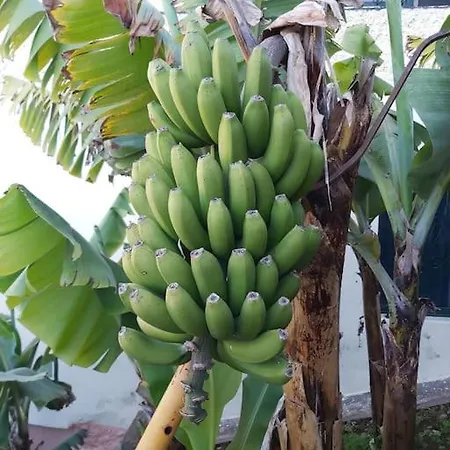 Daire House In Camara De Lobos