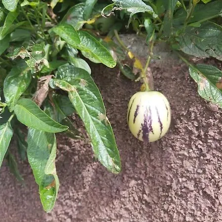 Апартаменты House In Camara De Lobos