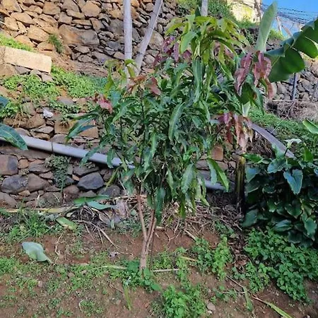 House In Camara De Lobos Апартаменты