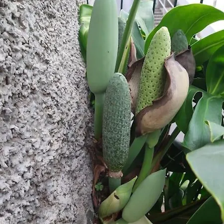 House In Camara De Lobos Daire Estreito de Câmara de Lobos