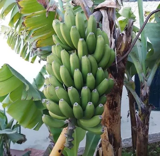 Appartamento House In Camara De Lobos