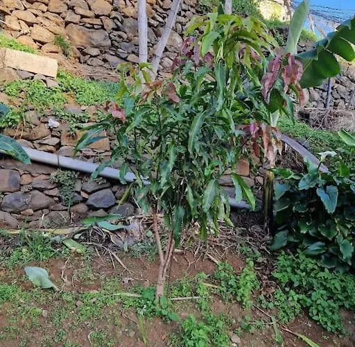 House In Camara De Lobos Appartamento