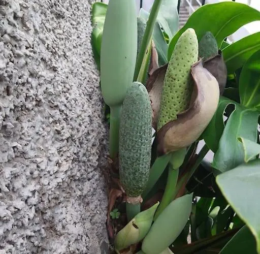 House In Camara De Lobos Appartamento Estreito de Câmara de Lobos